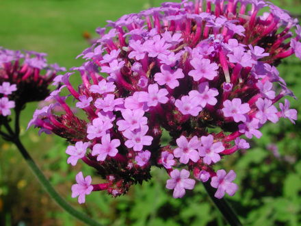 Verbena bonariensis  (Verbena bonariensis)