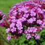 Verbena bonariensis  (Verbena bonariensis)