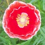 2_7_16.jpg (Papaver rhoeas (Corn poppy))