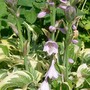 29_6_11.jpg (hosta)