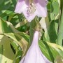 29_6_12.jpg (hosta)