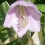 29_6_13.jpg (hosta)