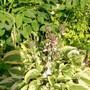29_6_14.jpg (hosta)