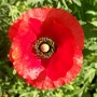 29_6_15.jpg (Papaver rhoeas (Corn poppy))