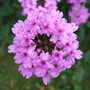 Verbena 'Seabrook's lavender' (Verbena)
