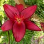 29_6_17.jpg (lilium asiatic 'Dimention')