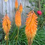 Kniphofia 'Galpinii' (Kniphofia 'Galpinii')
