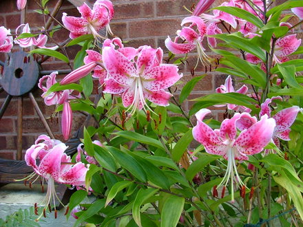 A garden flower photo