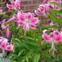A garden flower photo