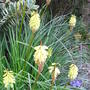 Kniphofia 'Little Maid' (Kniphofia. 'Little Maid')