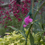 A garden flower photo