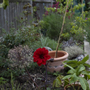IMG_9838.jpg (Dahlia Pinnata (Dahlia))