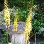 Ligularia Przewalskii 'Sky Rocket' (Ligularia przewalskii 'Sky Rocket')