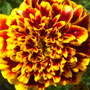 French Marigold 'Colossus' (Tagetes patula (French marigold)  'Colossus')