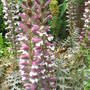 Acanthus (Bear's Breeches) (Acanthus spinosus (Bear's breeches))