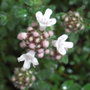 Thymus variety (Thymus variety)