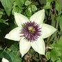 Clematis florida 'Sieboldii' - close-up (Clematis florida 'Sieboldii')