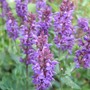 Salvia 'Wesuwe' (Salvia nemorosa)