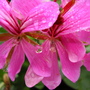 Wet_june_2006_004