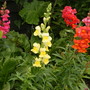 A garden flower photo