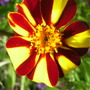 French Marigold. 'Jesters' (Tagetes  (French marigold) 'Jesters')