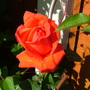 Abdul_s_pictures_016.jpg