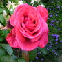 Abdul_s_pictures_014.jpg
