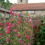Sweet peas (lathyrus)