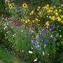 Sunflowers (helianthus and rudbeckias)