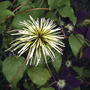 Seed head of 'Warsaw Nike' Clematis (Clematis 'Warsaw Nike')