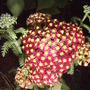 Yarrow Flowers (Achillea millifolium 'Paprika')