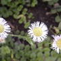 Wild asters (Aster novae-angliae (New England aster))