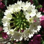 Verbena 'Aztec Pearl' (Verbena)