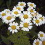 Feverfew flowers (Tanacetum parthenium)