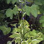 Hosta is flowering! (Hosta Aureomarginata)