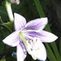 Hosta flower (Hosta Aureomarginata)