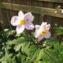 Anemone x hybrida pale pink form (Anemone x hybrida)