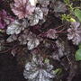 Coral Bells 'Plum Pudding' (Heuchera 'Plum Pudding')