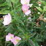 Evening Primrose (Oenothera)
