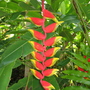 Heliconia_rostrata