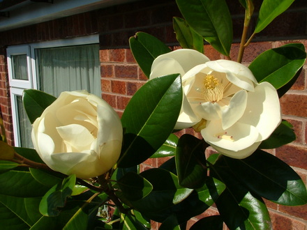 Imported_Photos_00088.jpg (Magnolia grandiflora)