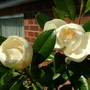 Magnolia grandiflora