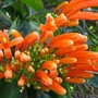 Pyrostegia venusta (Pyrostegia venusta)