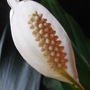 Spathiphllum Wallisii (Spathiphyllum Wallisii)