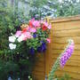 Hanging_basket_1