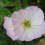 Evening  Primrose flower close-up (Oenothera)