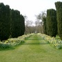 Daffodils