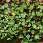 New Cress Growth