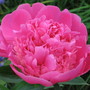 pink peony (Paeonia officinalis (Double Peony))