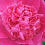 a close up (Paeonia officinalis (Double Peony))